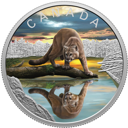 Canada: Wildlife Reflections - Cougar kolorowany $20 Srebro 2024 Proof 