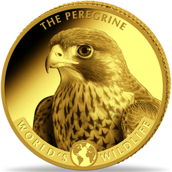 Congo: World‘s Wildlife - Peregrine Falcon 0,5 grama Złota 2024 Proof